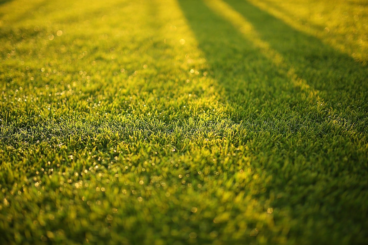 Lawn : Bagicha